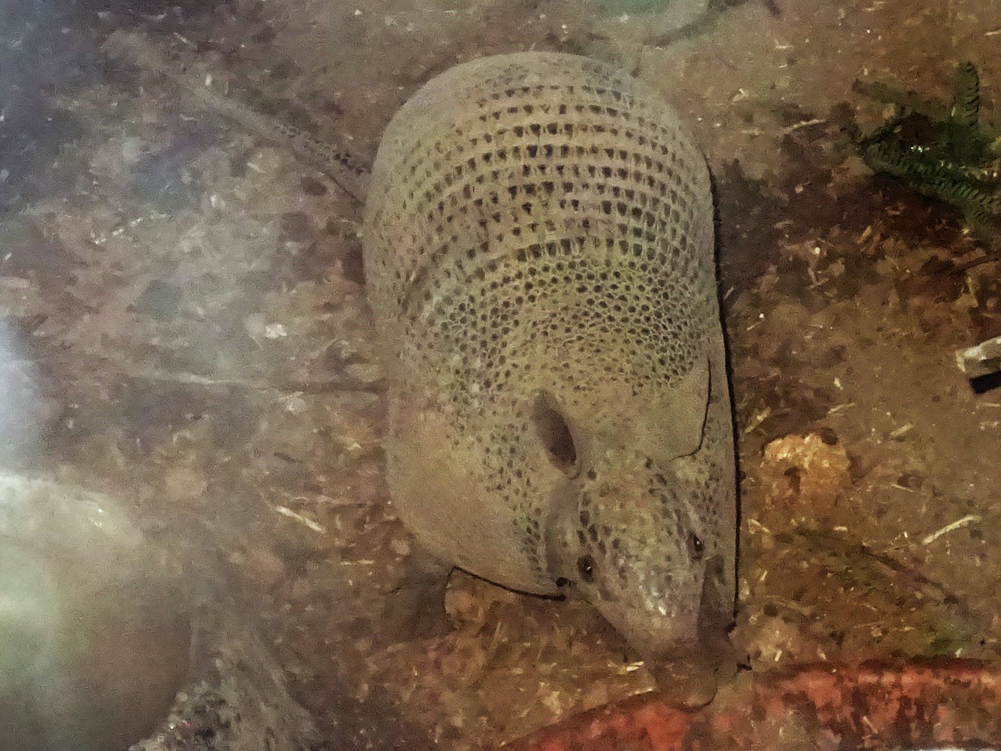 Nine-Banded Armadillo