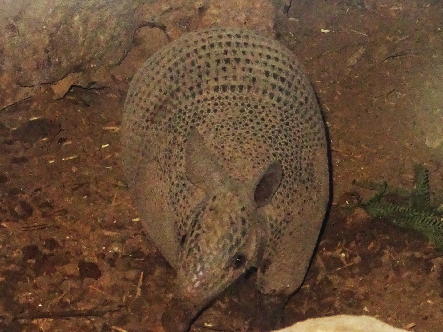 Nine-Banded Armadillo