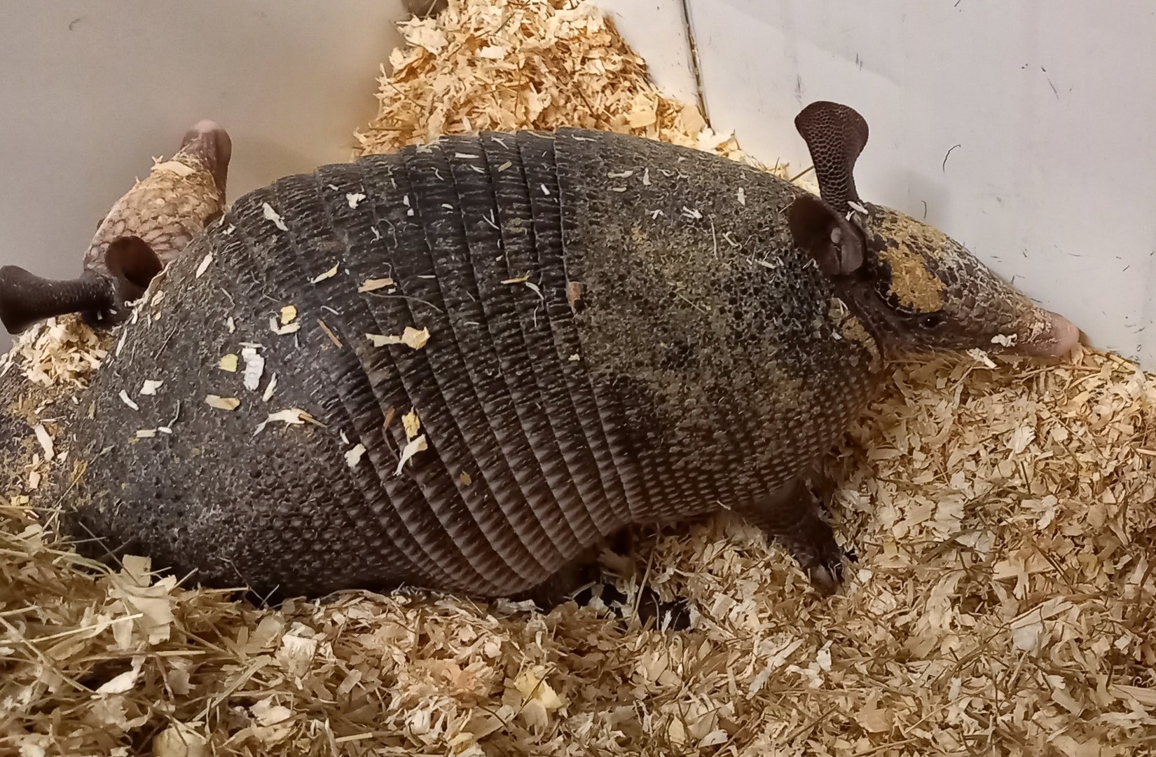 Nine-banded armadillo