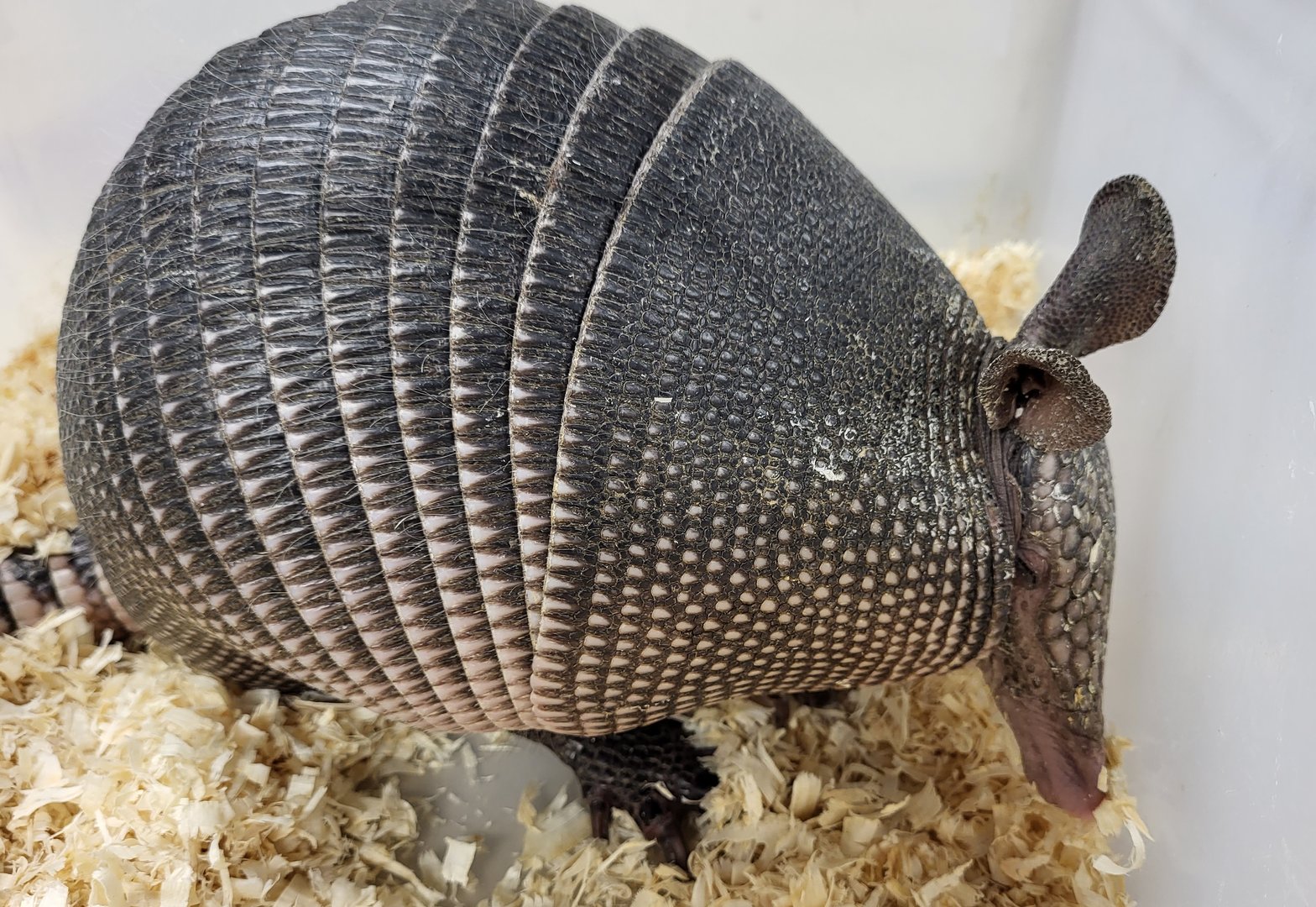 Nine-banded armadillo