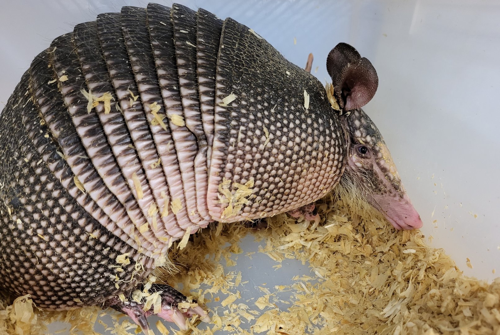 Nine-banded armadillo