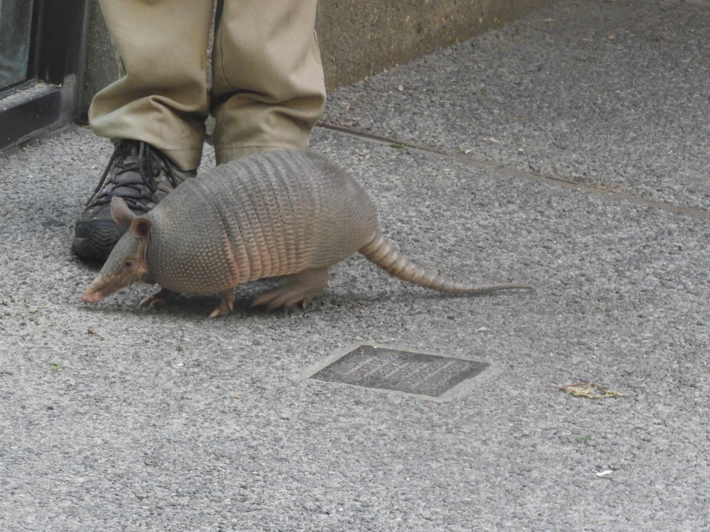 Nine-banded armadillo