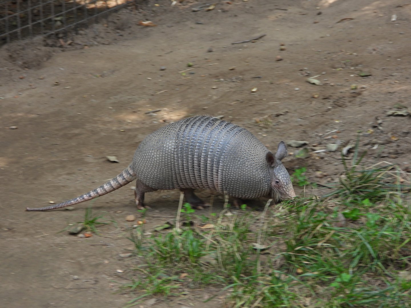 Nine-banded armadillo