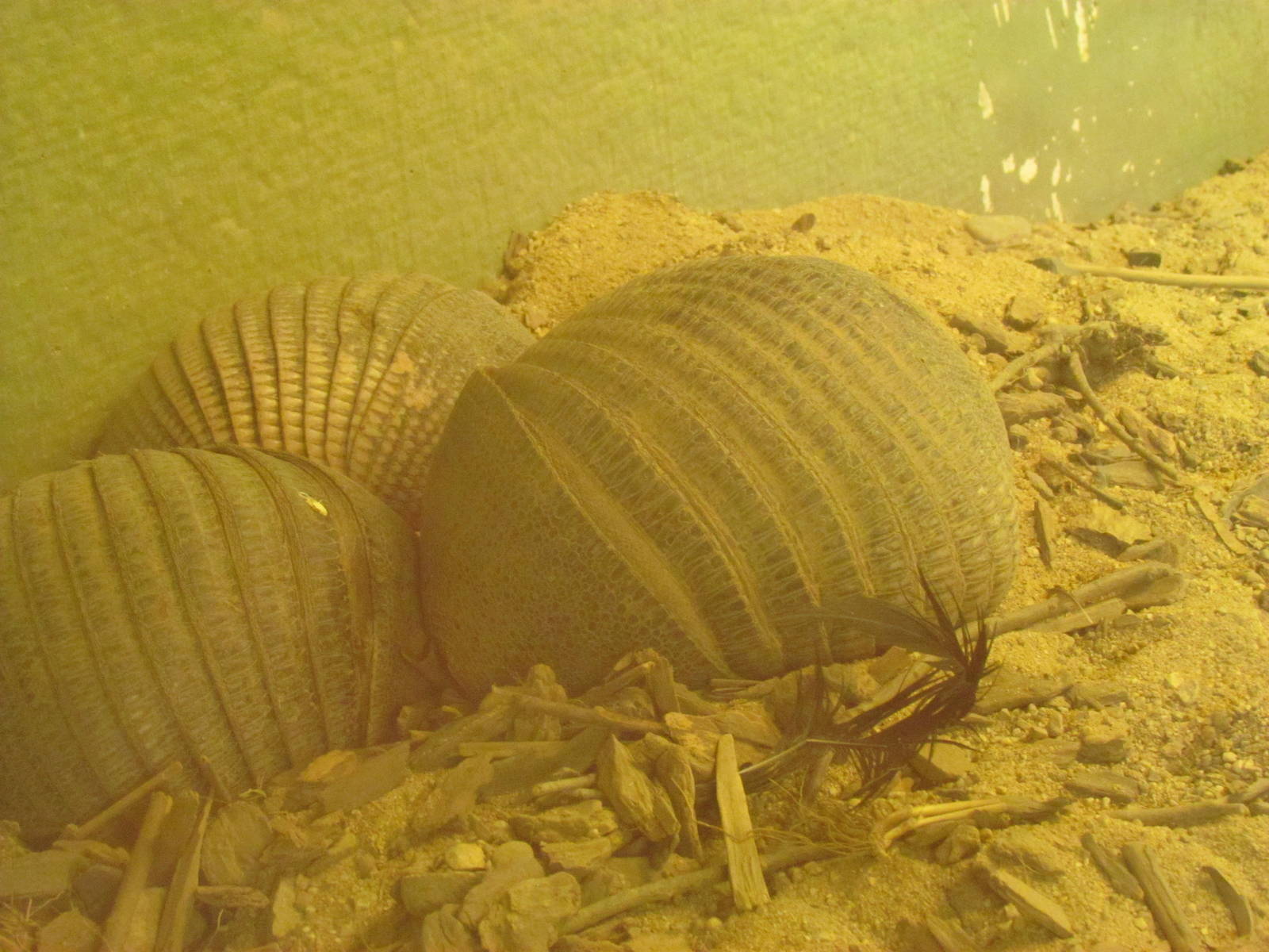 Nine-banded Armadillos