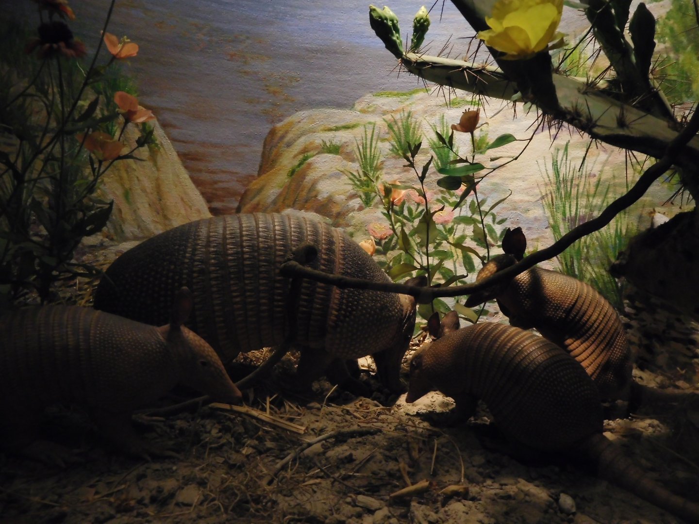 Nine-banded Armadillos