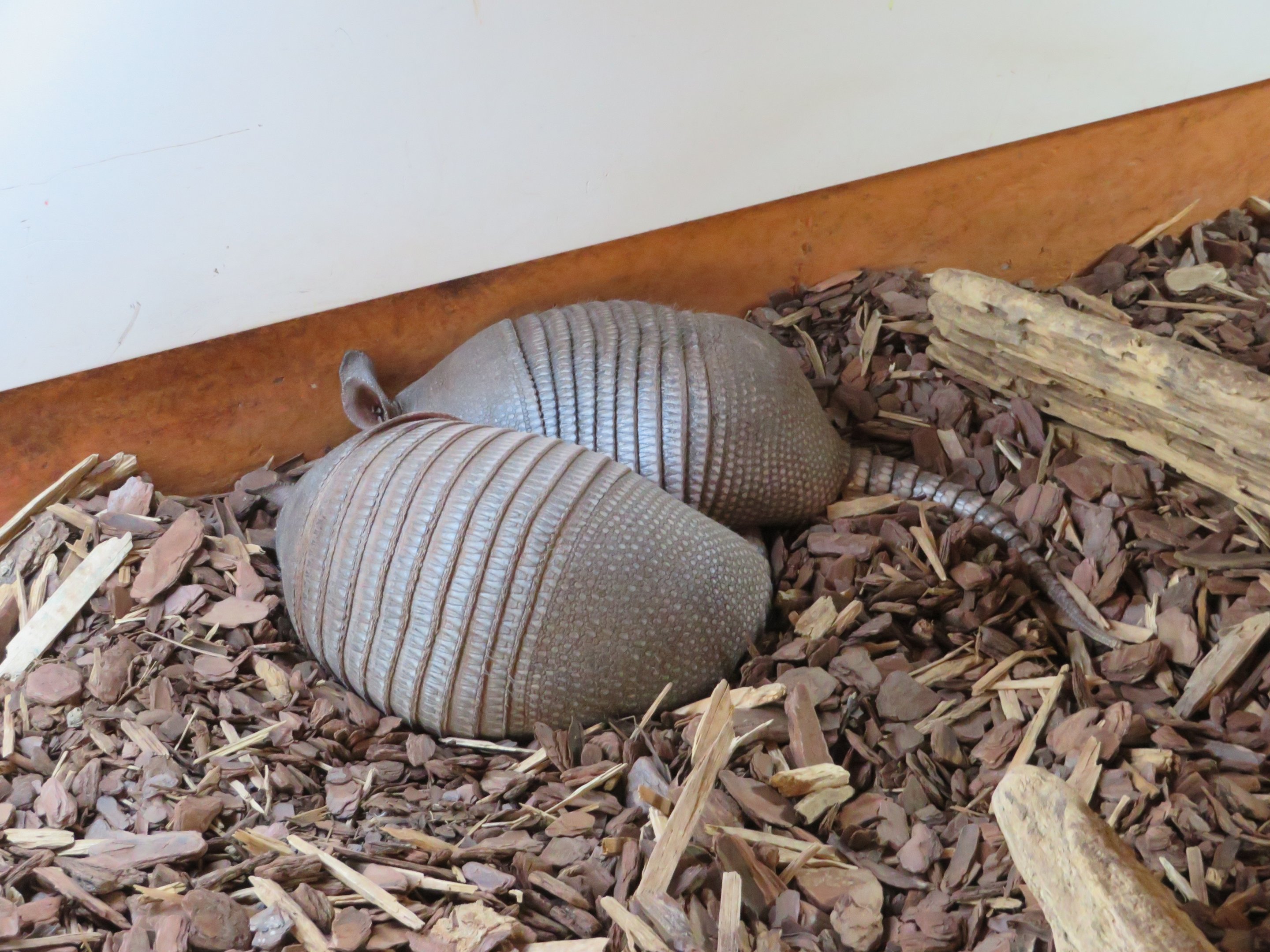 Nine-banded Armadillos