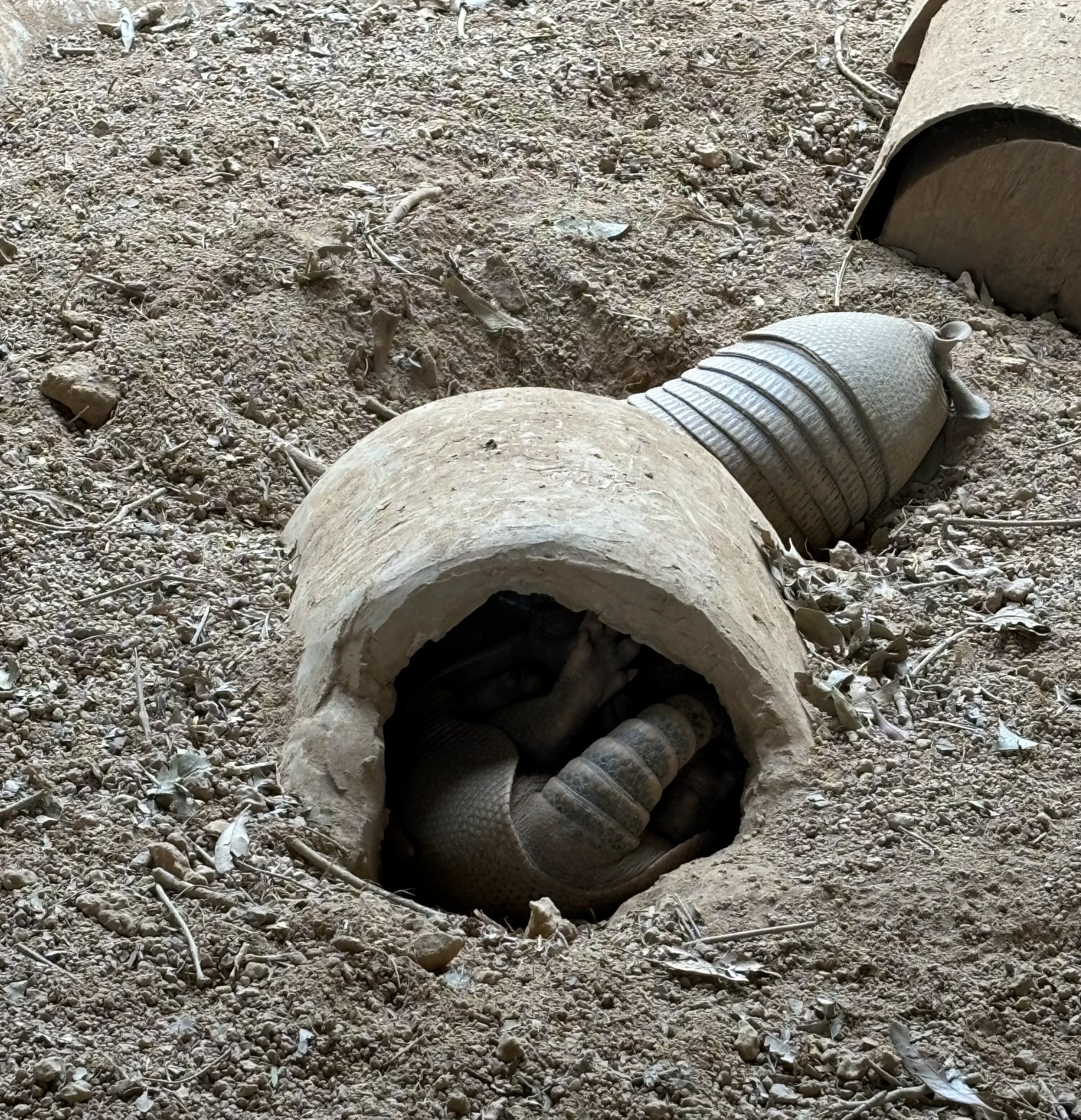 Nine-banded Armadillos