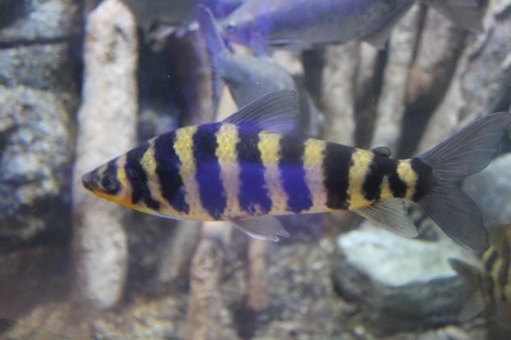 Nine-banded leporinus (Leporinus affinis) - BXSea