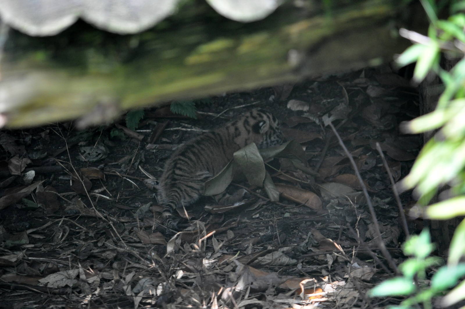 Nine Day Old Sumartran Tiger Cub