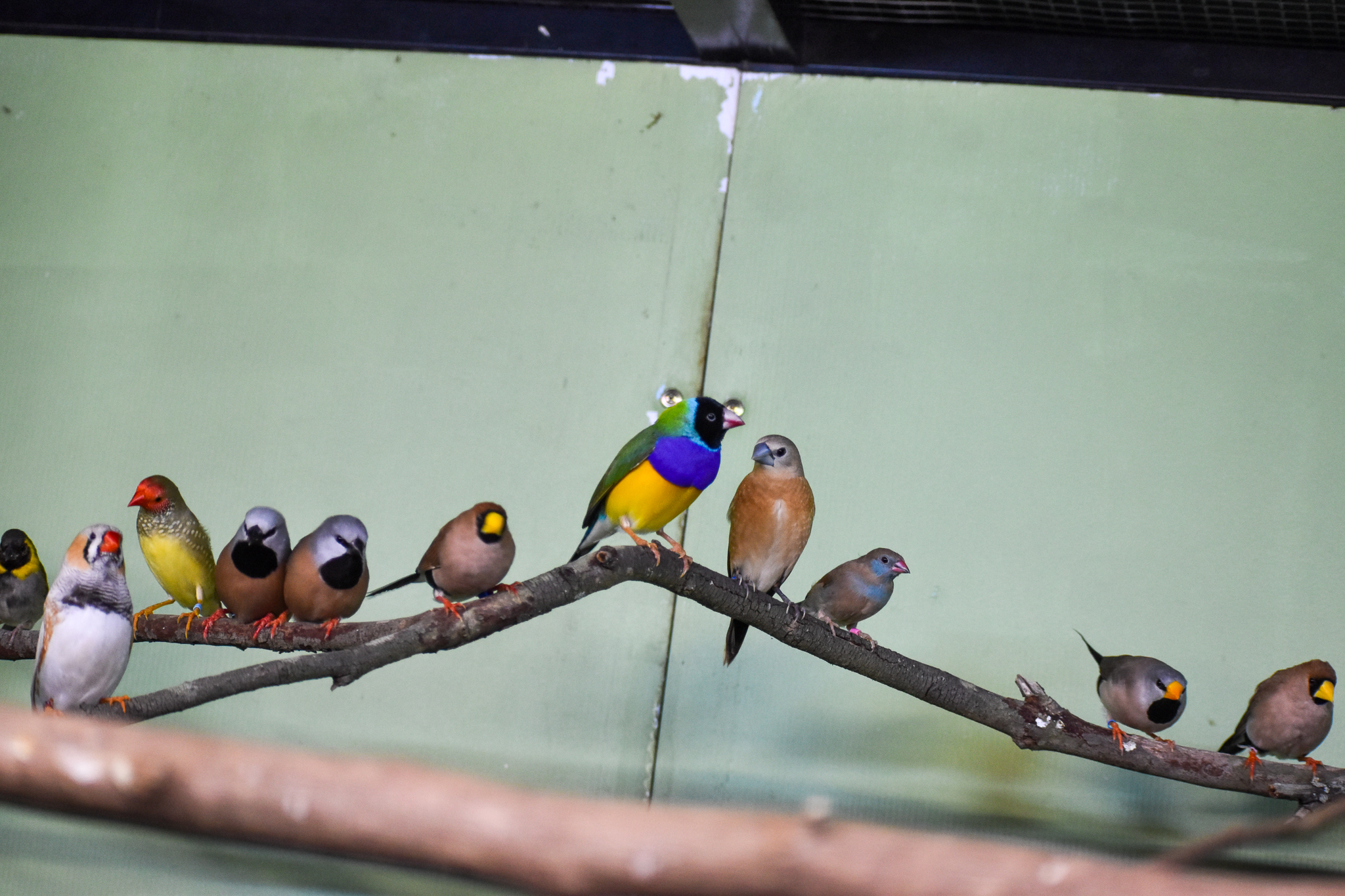 Nine species in one photo