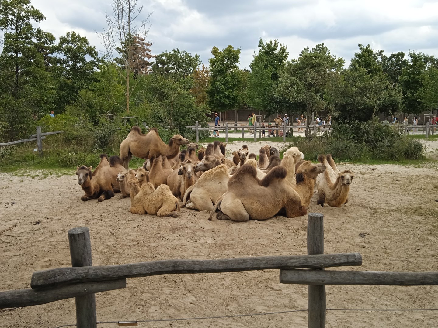 Nineteen Bactrian camels