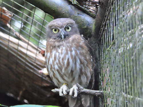 Ninox philippensis philippensis at Negros Forests and Ecological Foundation - uploaded on behalf of alexkant