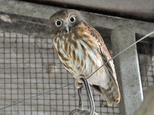 Ninox philippensis spilonota at Crocolandia Foundation - uploaded on behalf of alexkant