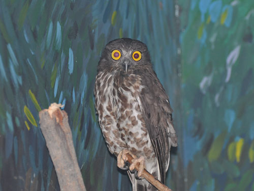 Ninox scutulata birmanica at Dusit Zoo - uploaded on behalf of alexkant