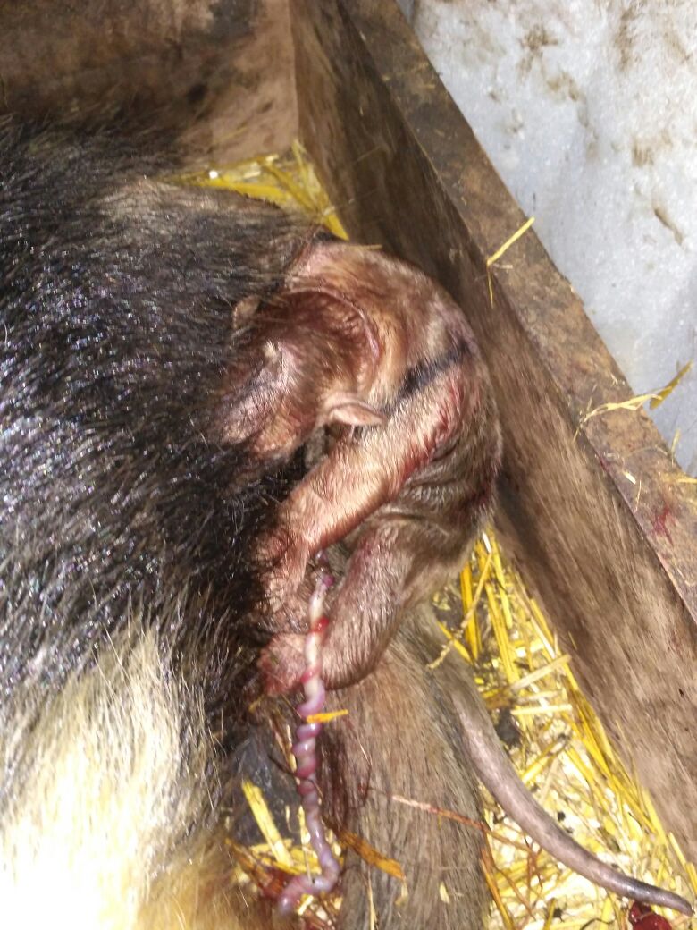 Ninth lesser anteater  born in the Bioparque.