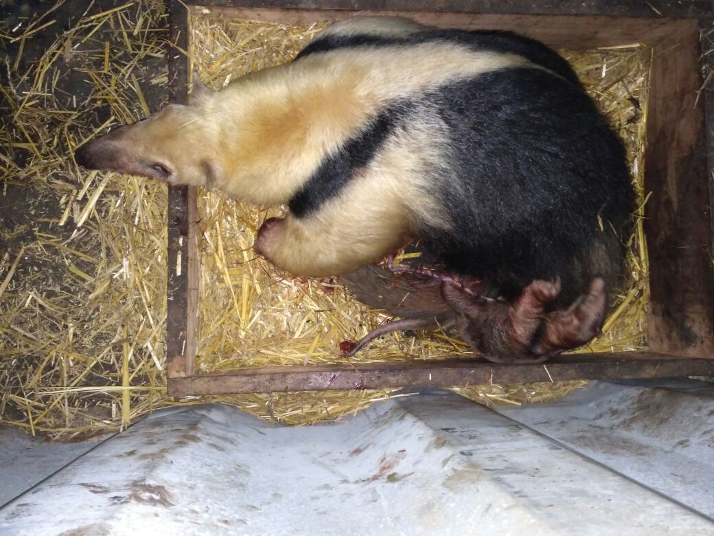 Ninth  lesser anteater  born in the Bioparque
