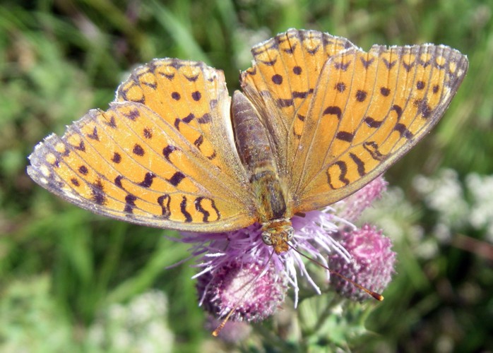 Niobe Fritillary (Argynnis niobe)