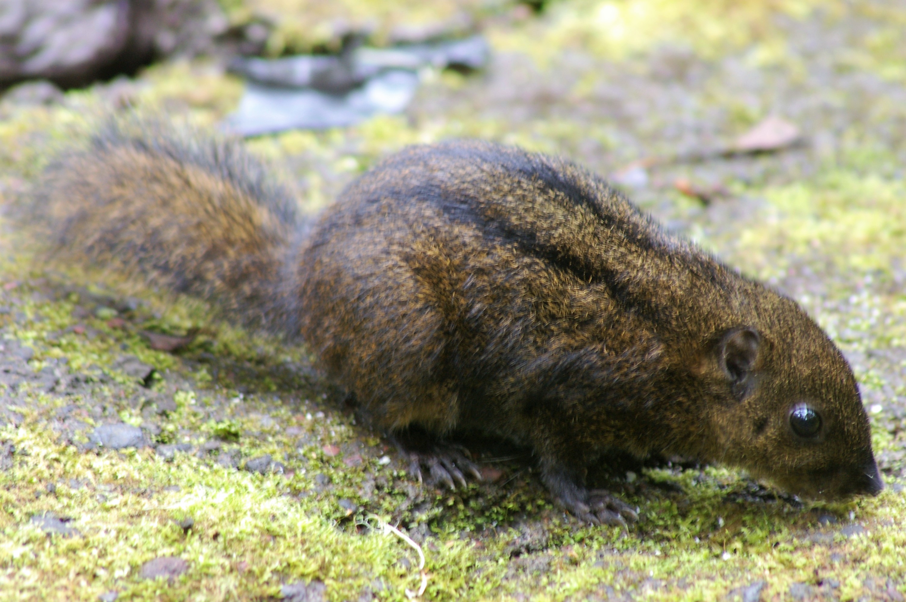 Niobe Ground Squirrel (Lariscus niobe)