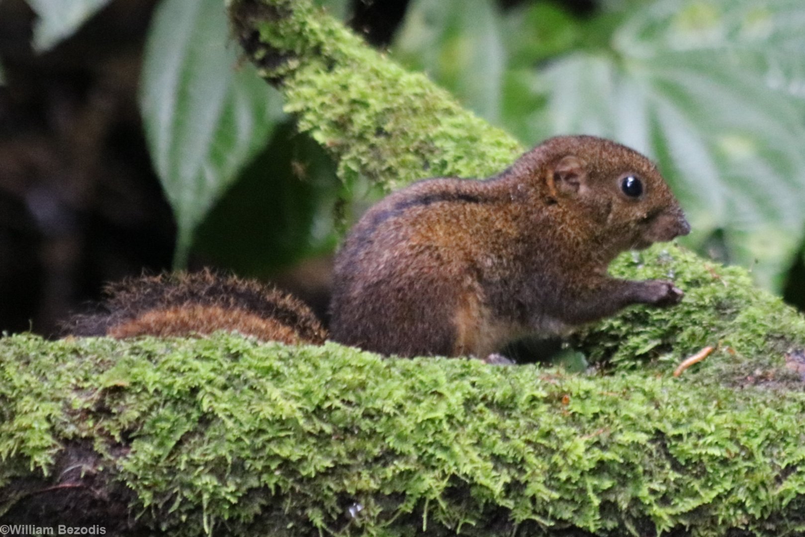 Niobe Ground Squirrel - Tapan Road