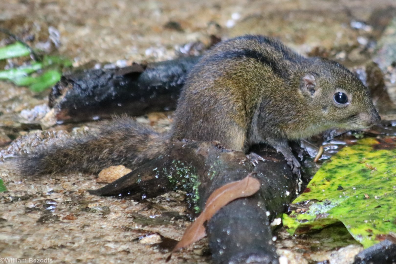 Niobe Ground Squirrel - Tapan Road