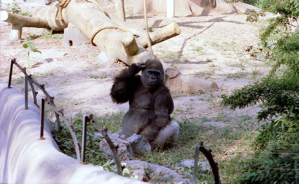 “Nior” The Western Lowland Gorilla（Gorilla Gorilla Gorilla）