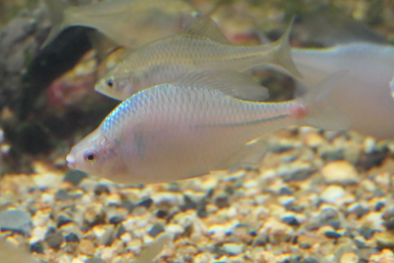 Nippon-baratanago (Rhodeus ocellatus kurumeus) - Lake Biwa Museum