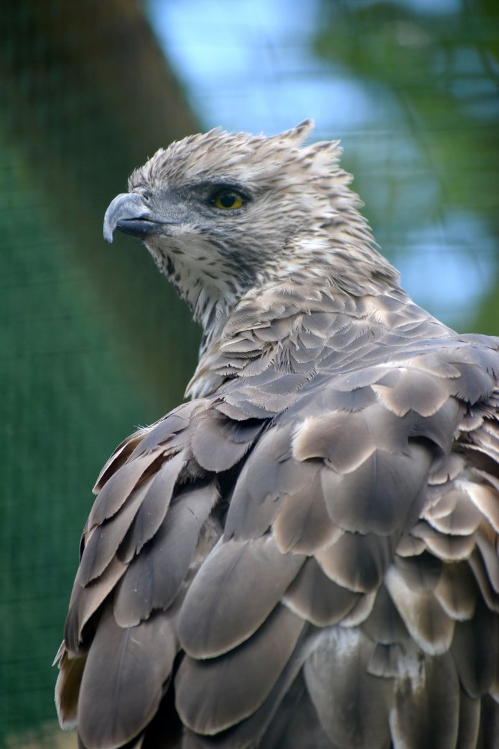 Nisaetus cirrhatus - Changeable Hawk-Eagle