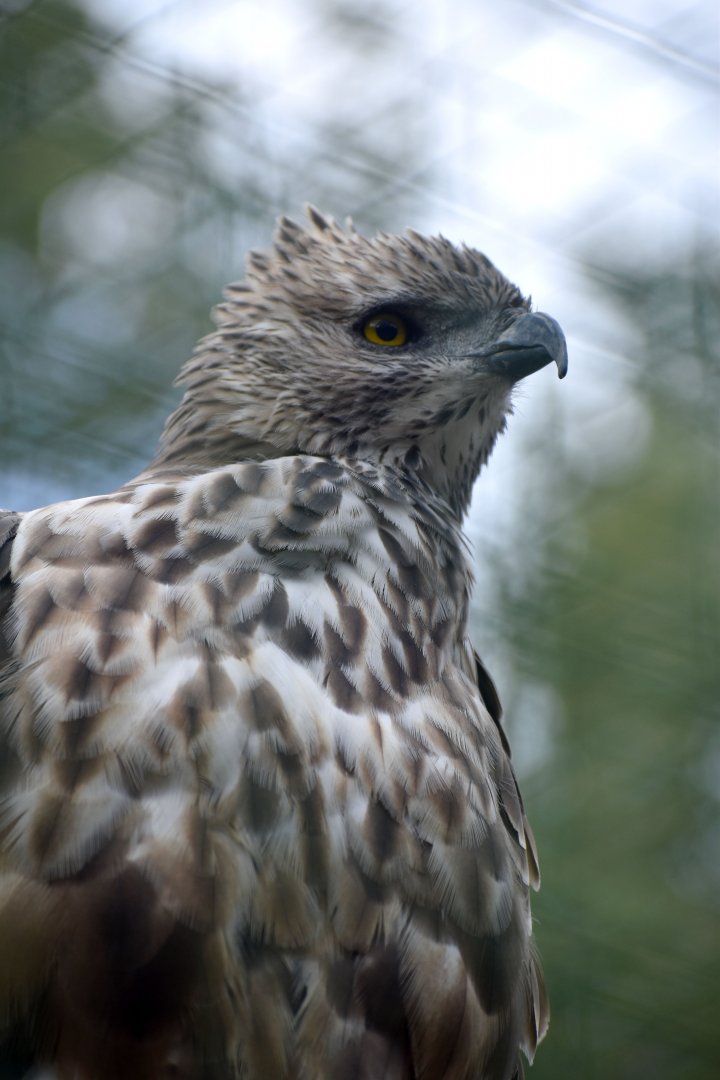 Nisaetus cirrhatus - Changeable Hawk-Eagle