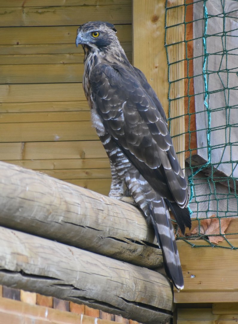 Nisaetus nipalensis - Mountain Hawk-Eagle