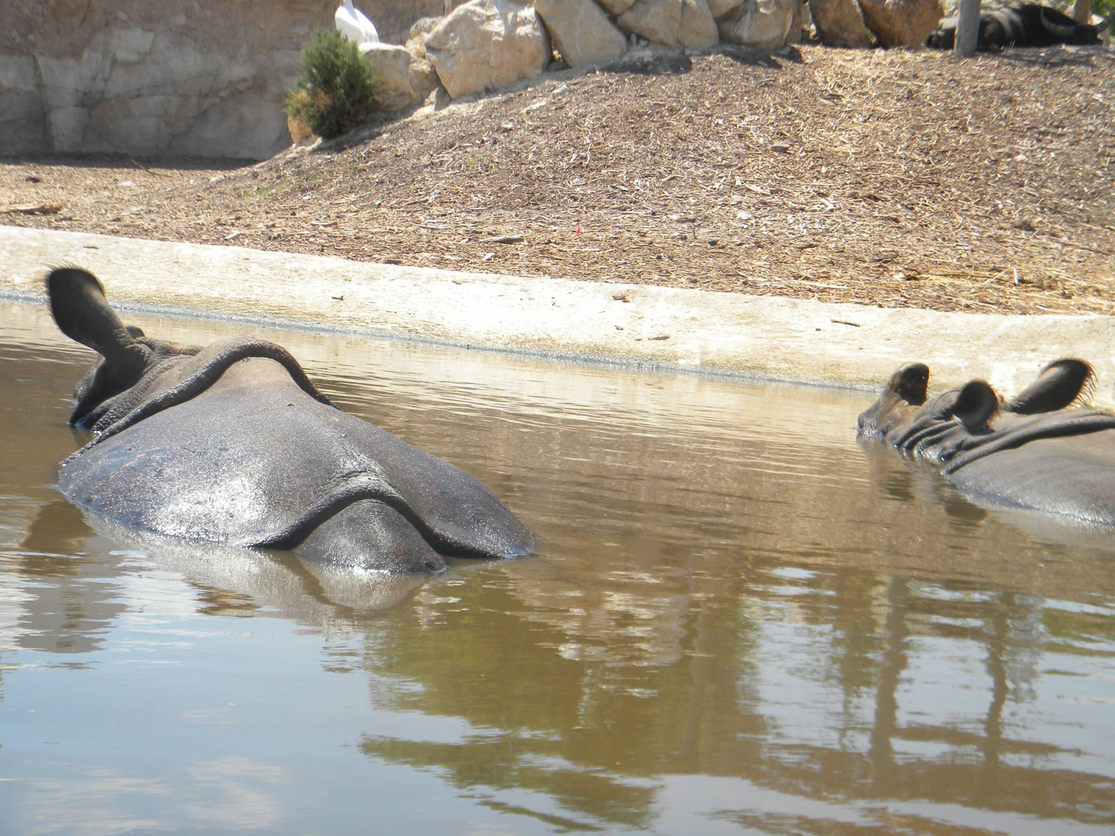 Nisha and Shiwa the Greater one-horned Rhino cows at Terra Natura 29/07/11