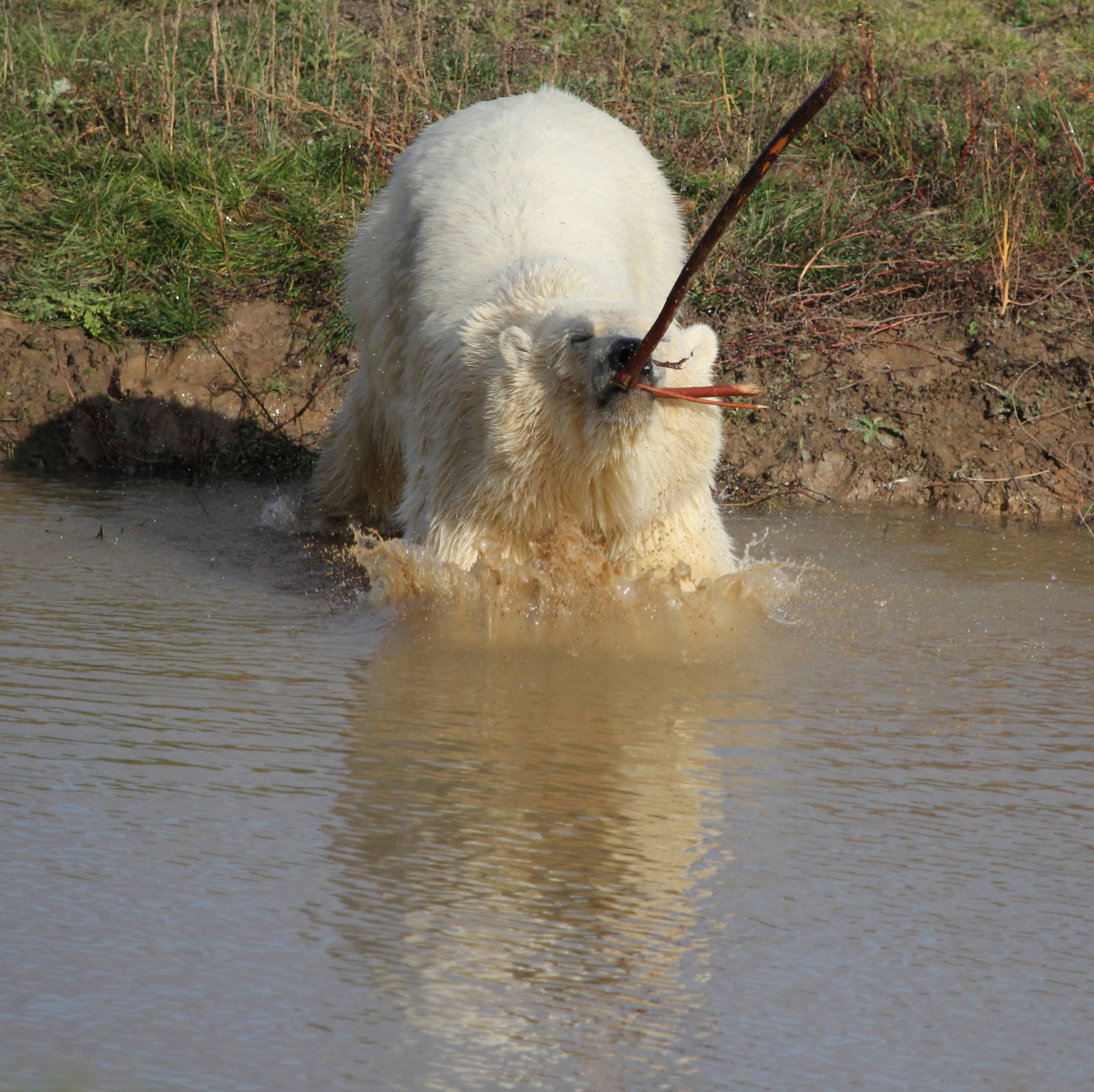 Nissan airbourne. 20-10-15