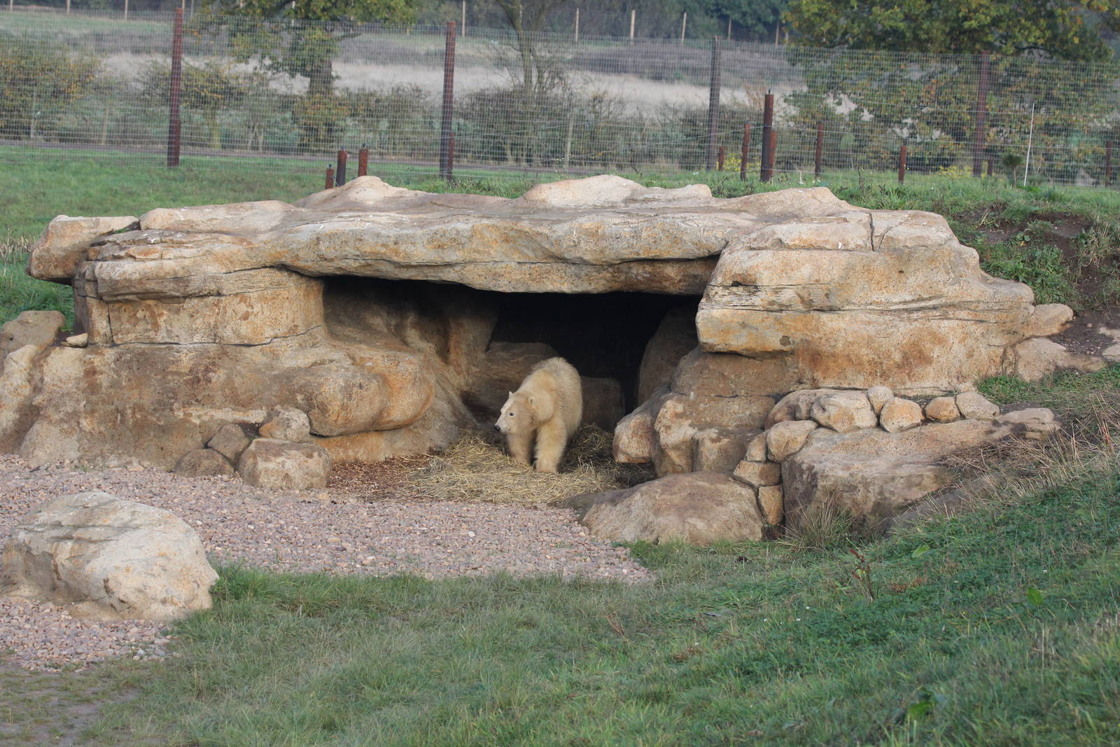 Nissan in his den 31-10-15