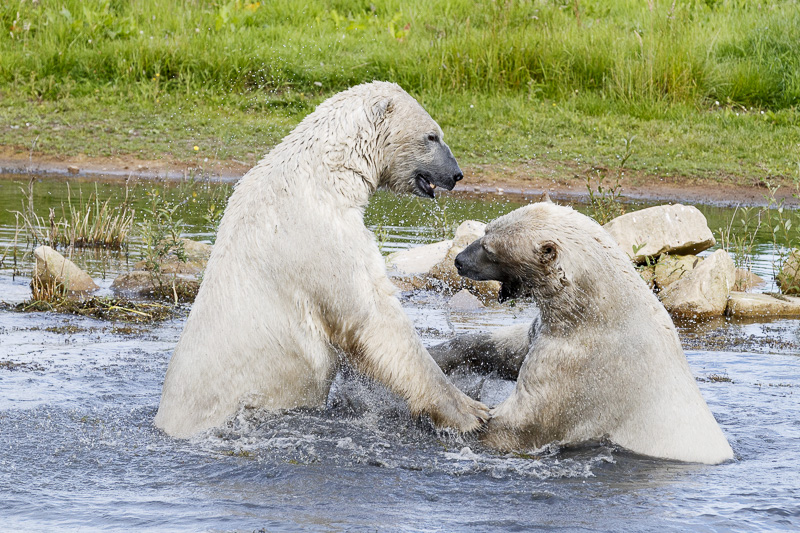 Nissan & Pixel at play