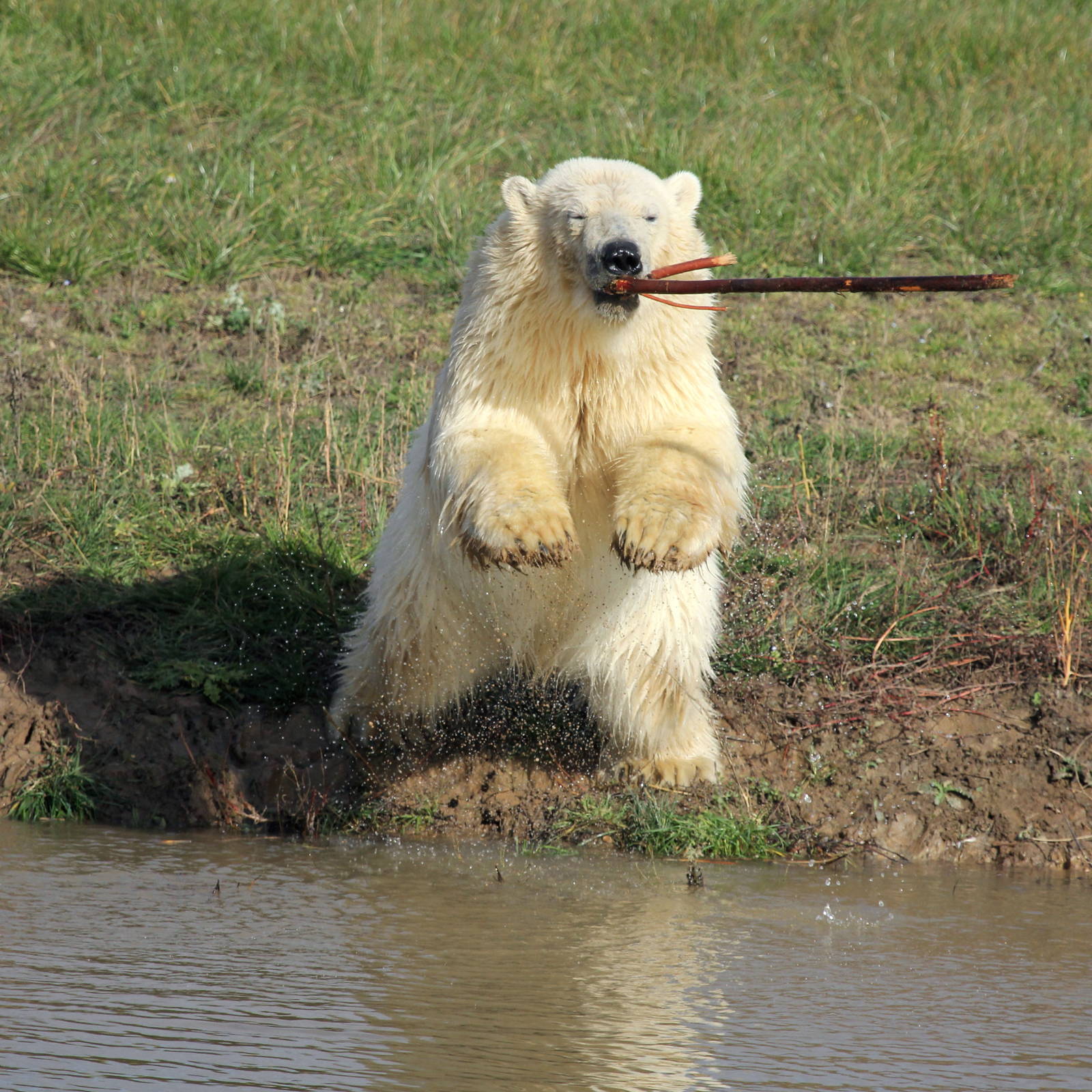 Nissan taking a leap into his lake. 20-10-15