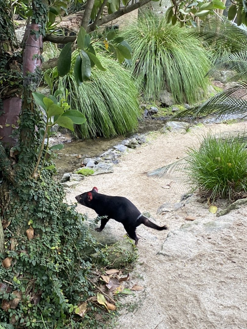 Nita - Male Tasmanian Devil