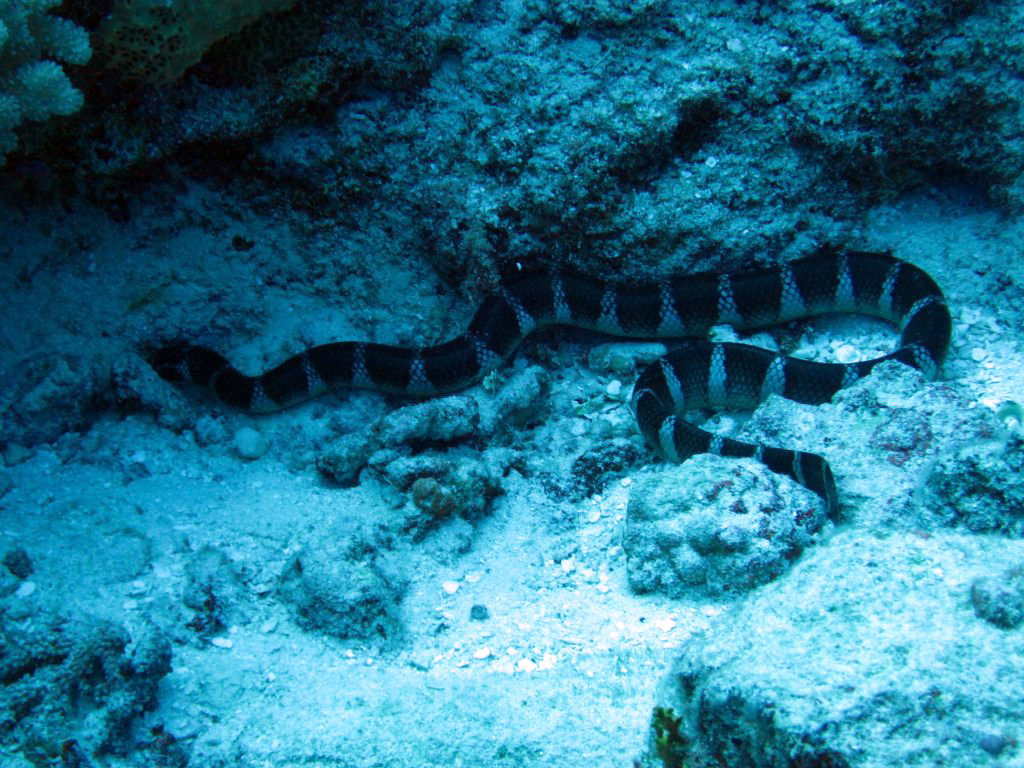Niue Seasnake