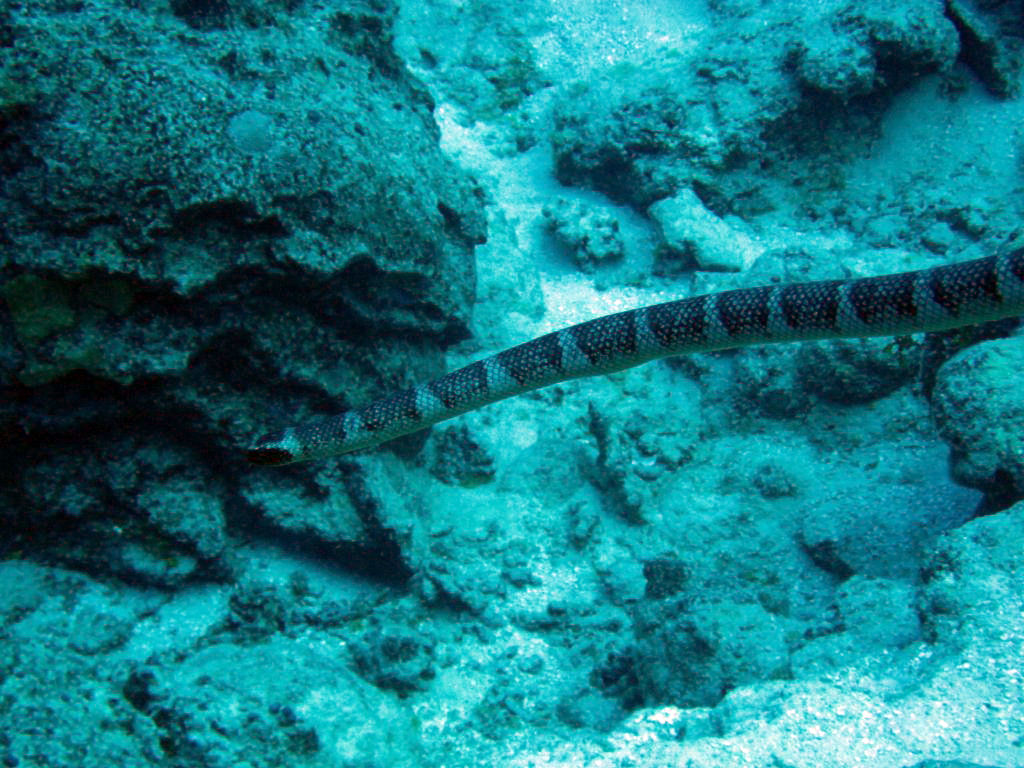 Niue Seasnake