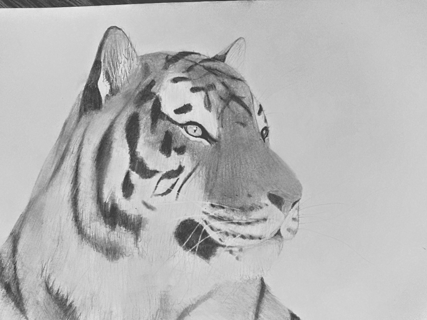 Niva, Budapest Zoo's female Amur tiger