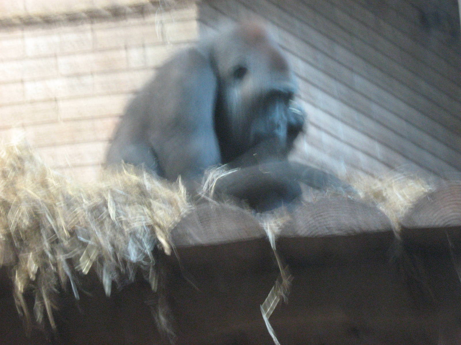 Njema Female Western Lowland Gorilla.