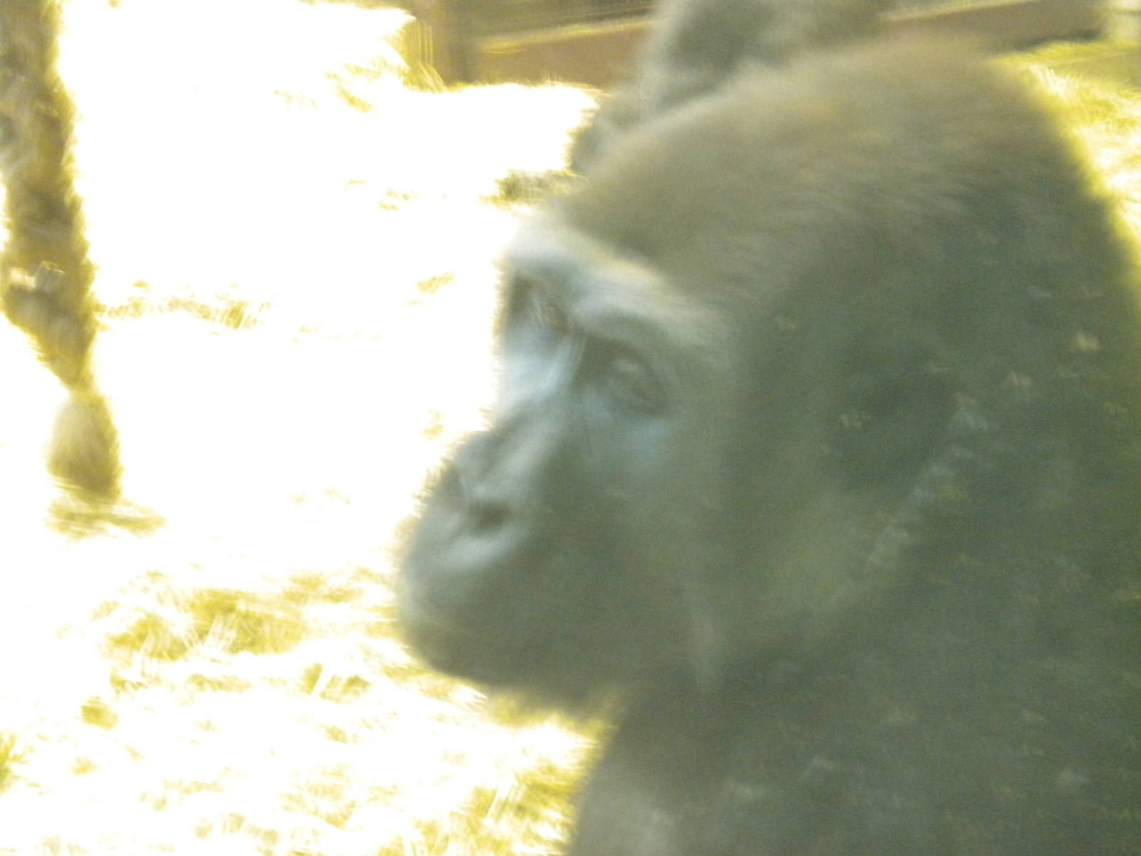 Njema Female Western Lowland Gorilla