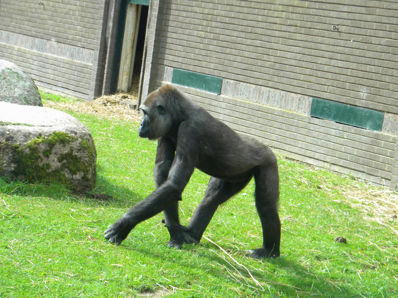 Njema the Western lowland Gorilla at Blackpool Zoo 21/08/11