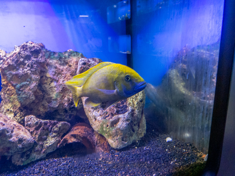 Nkhomo-benga peacock (Aulonocara baenschi)