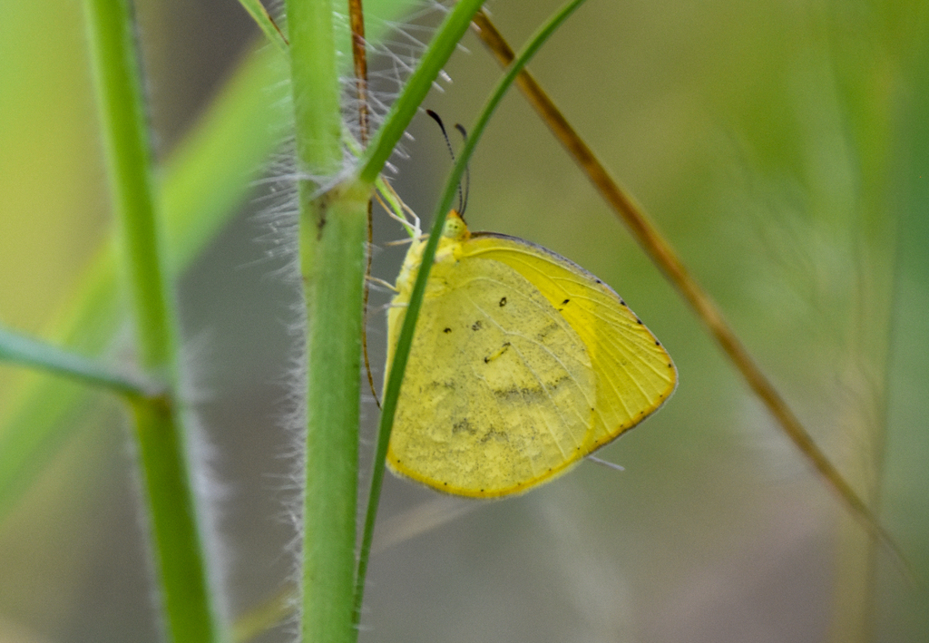 No-brand Grass-Yellow, Eurema brigitta