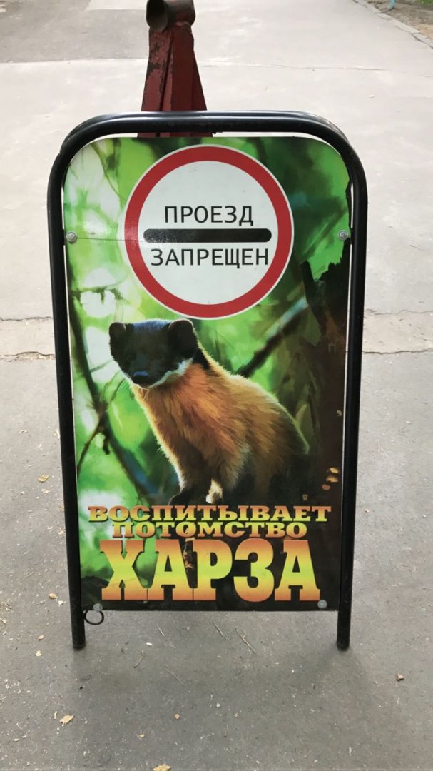 No entry! Yellow-throated marten is rearing babies