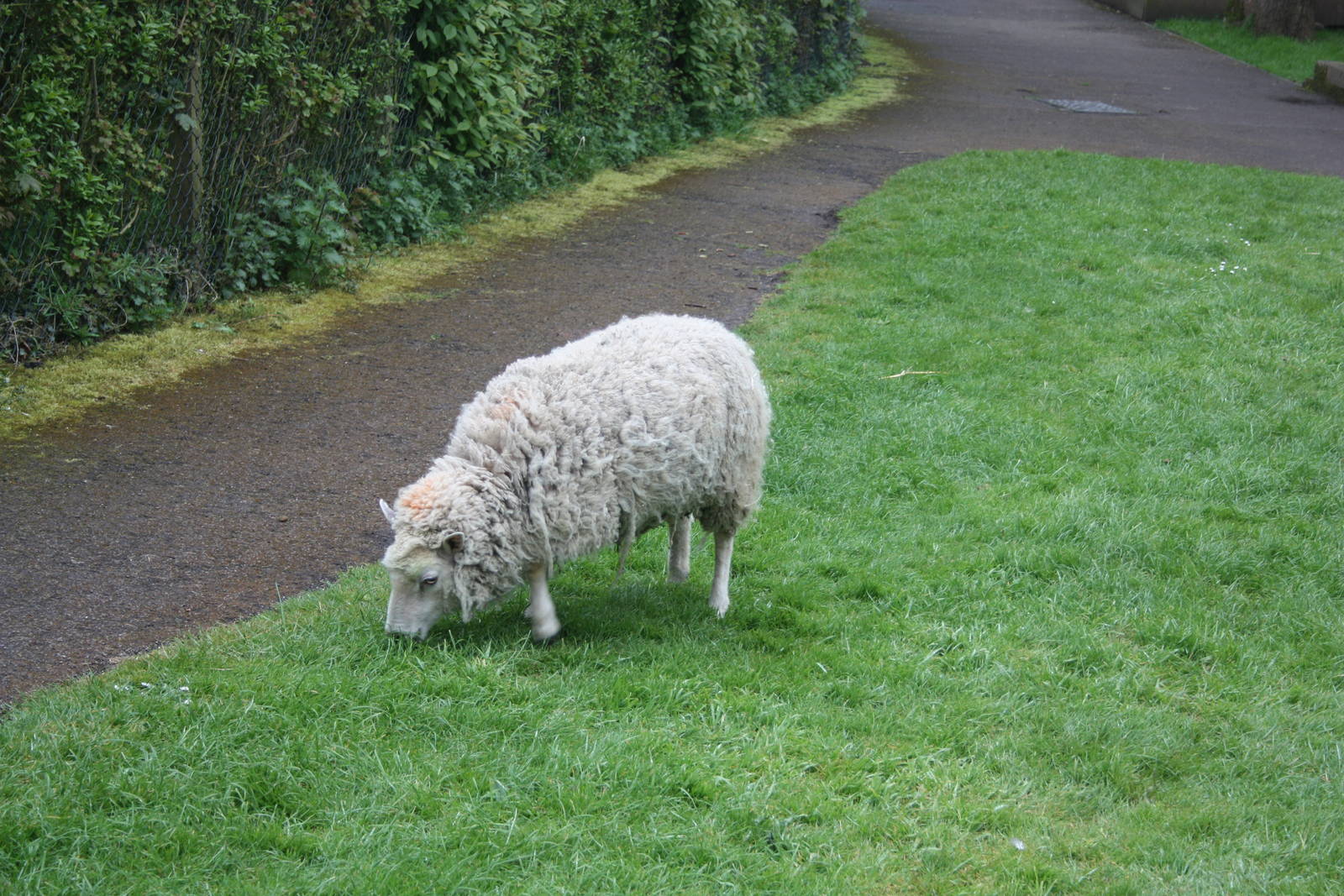 No need to follow my lamb, I'll have a snack instead I, 27th April 2014