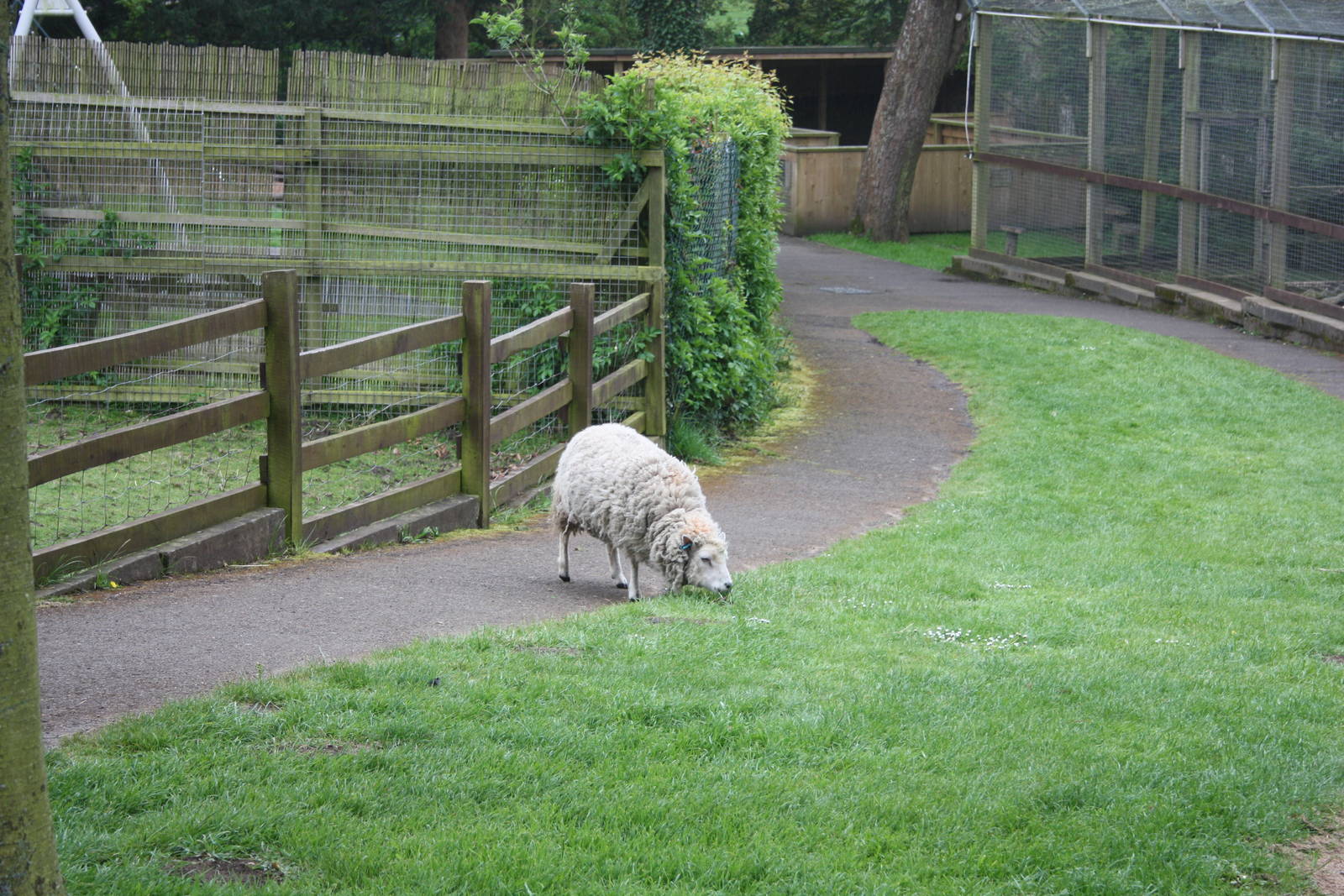 No need to follow my lamb, I'll have a snack instead II, 27th April 2014
