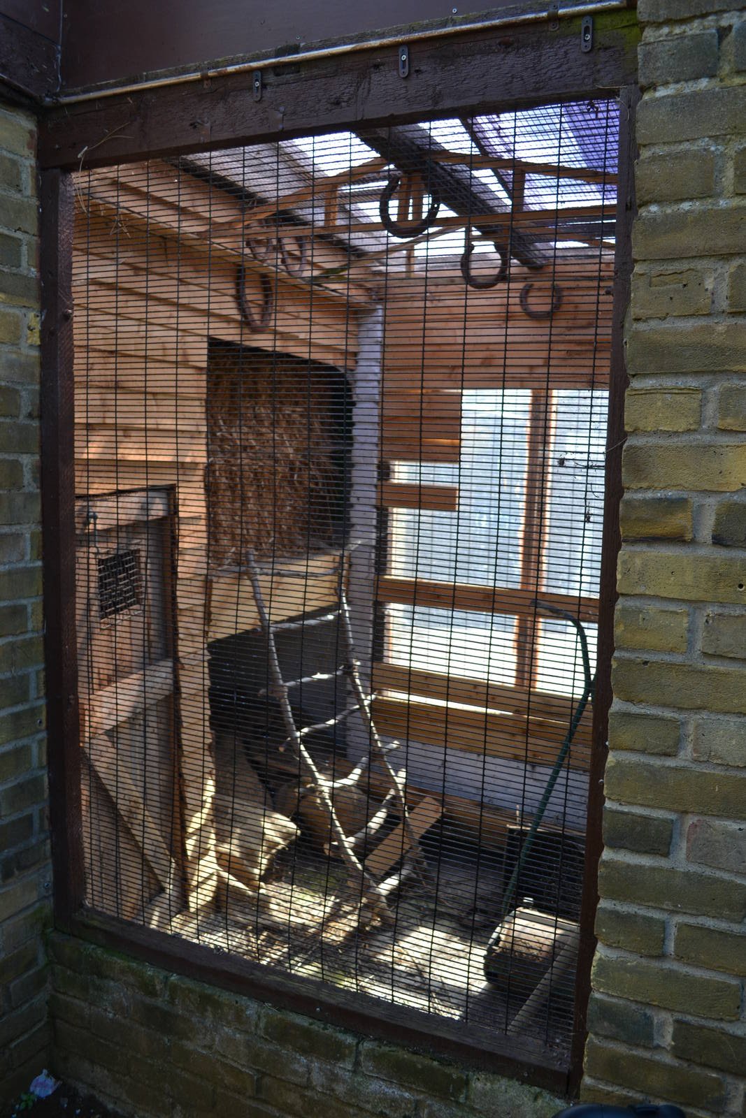 no sign for this one? rat possibly