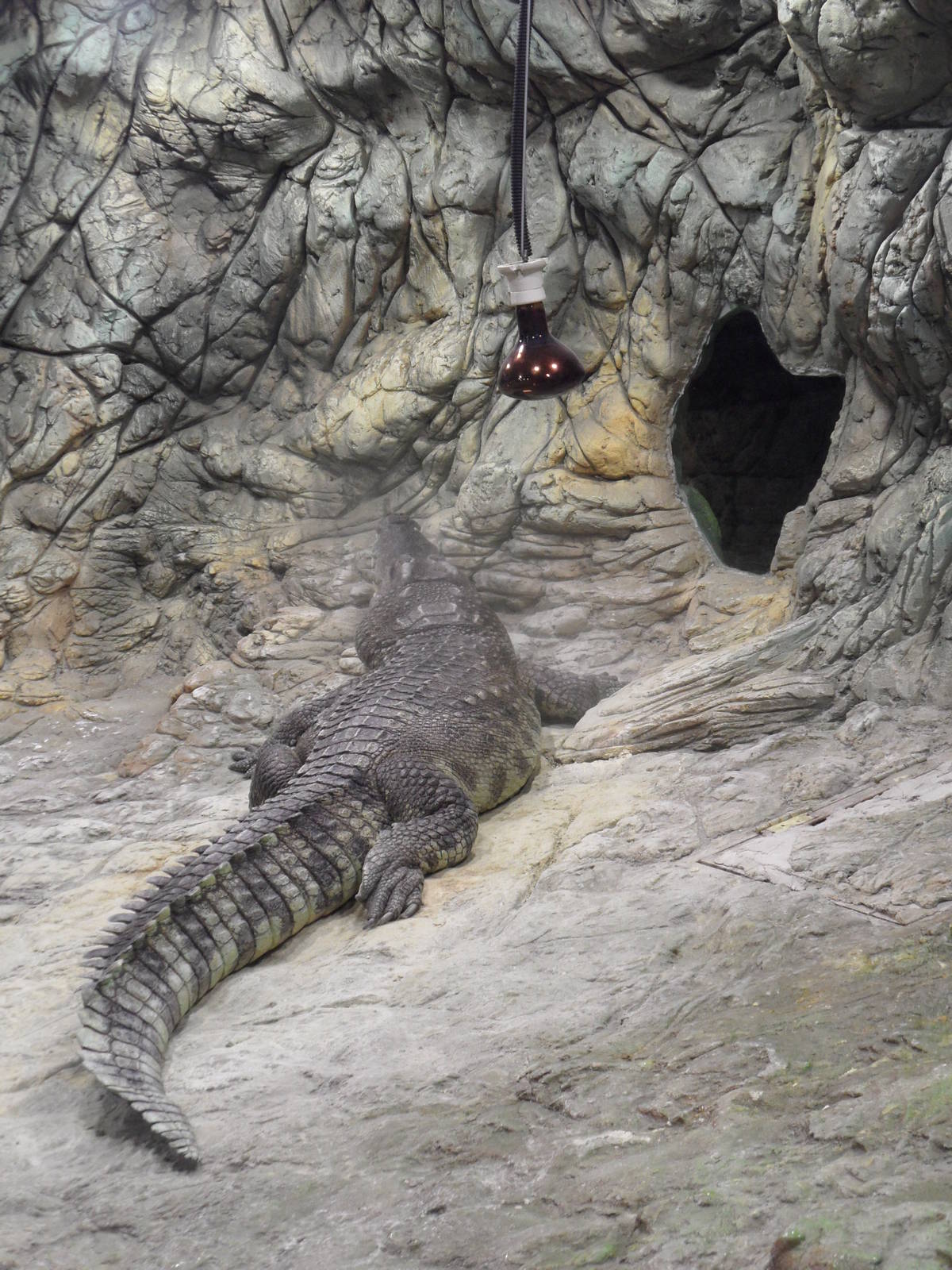 No warmth for croc anymore