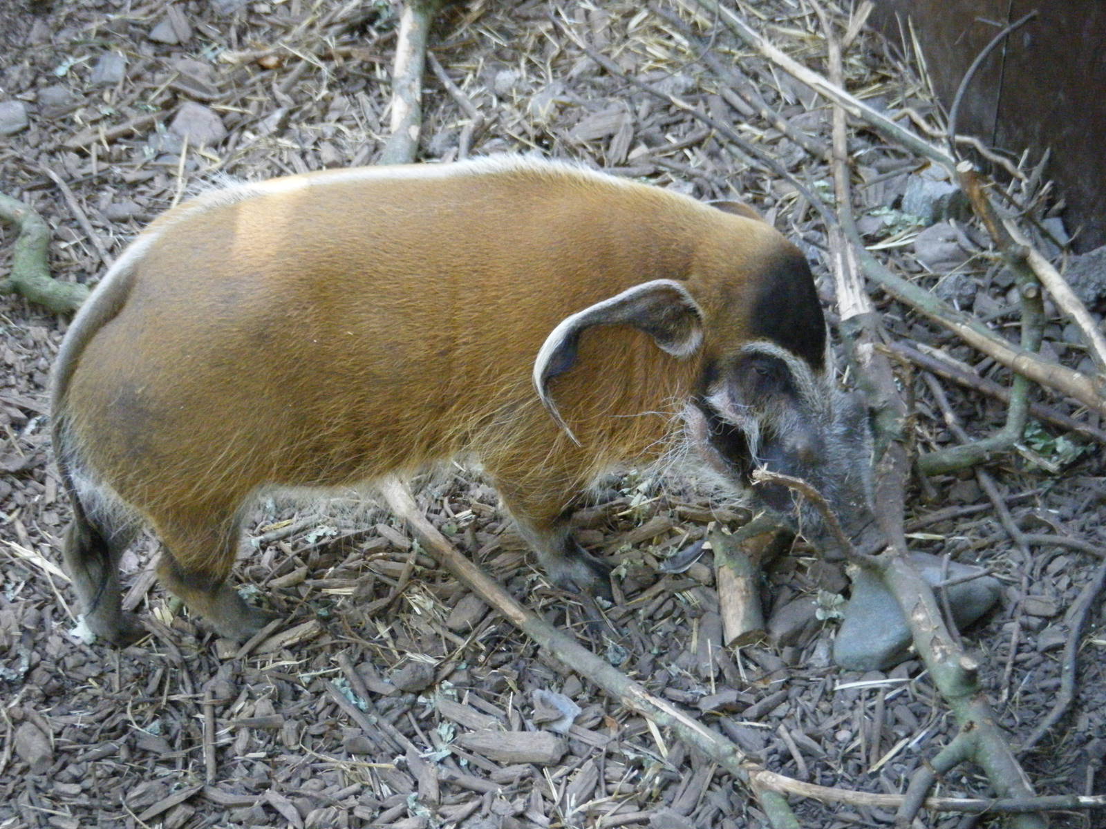 Noah-male Red River Hog