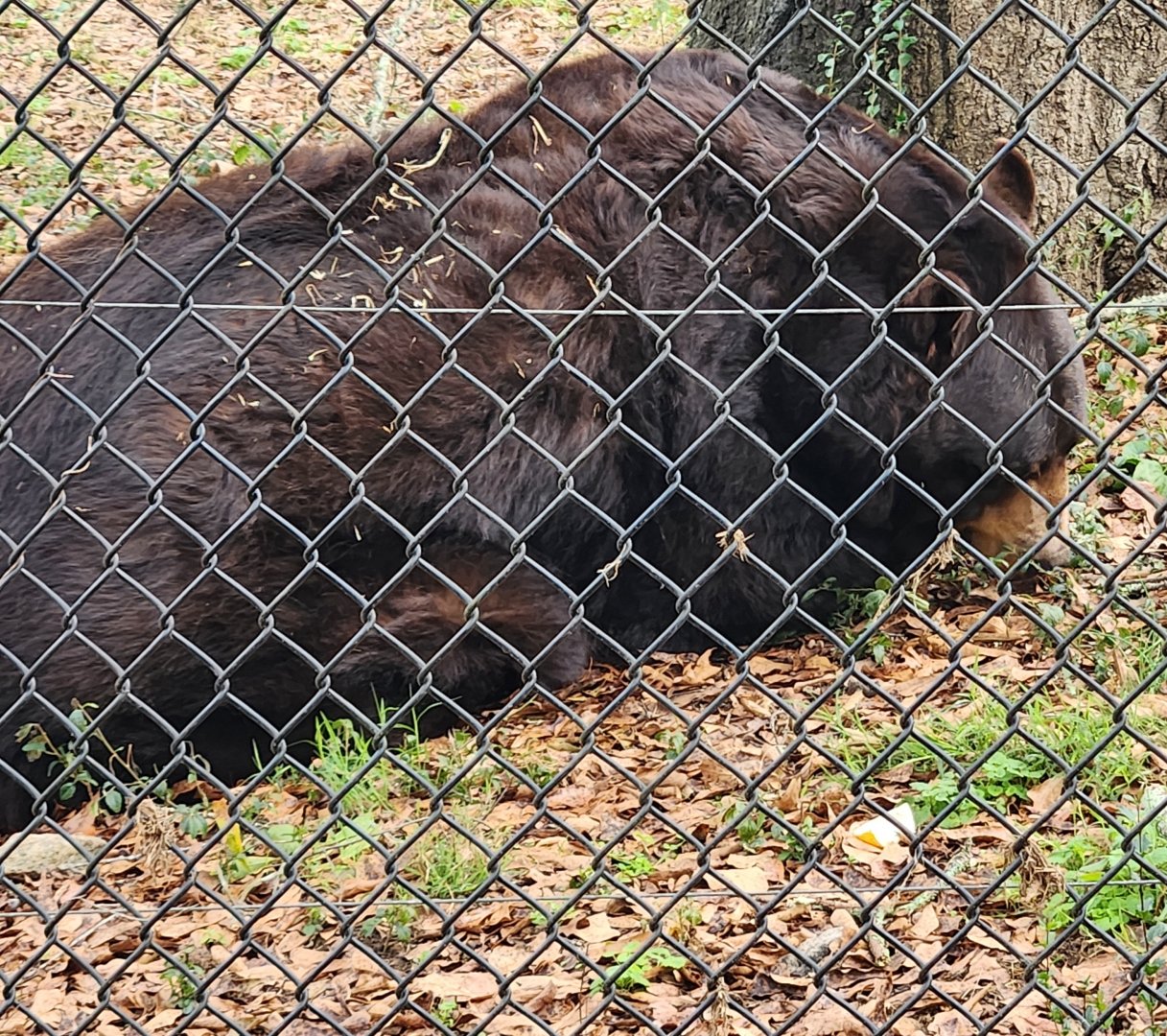 Noah's Ark - Baloo the bear